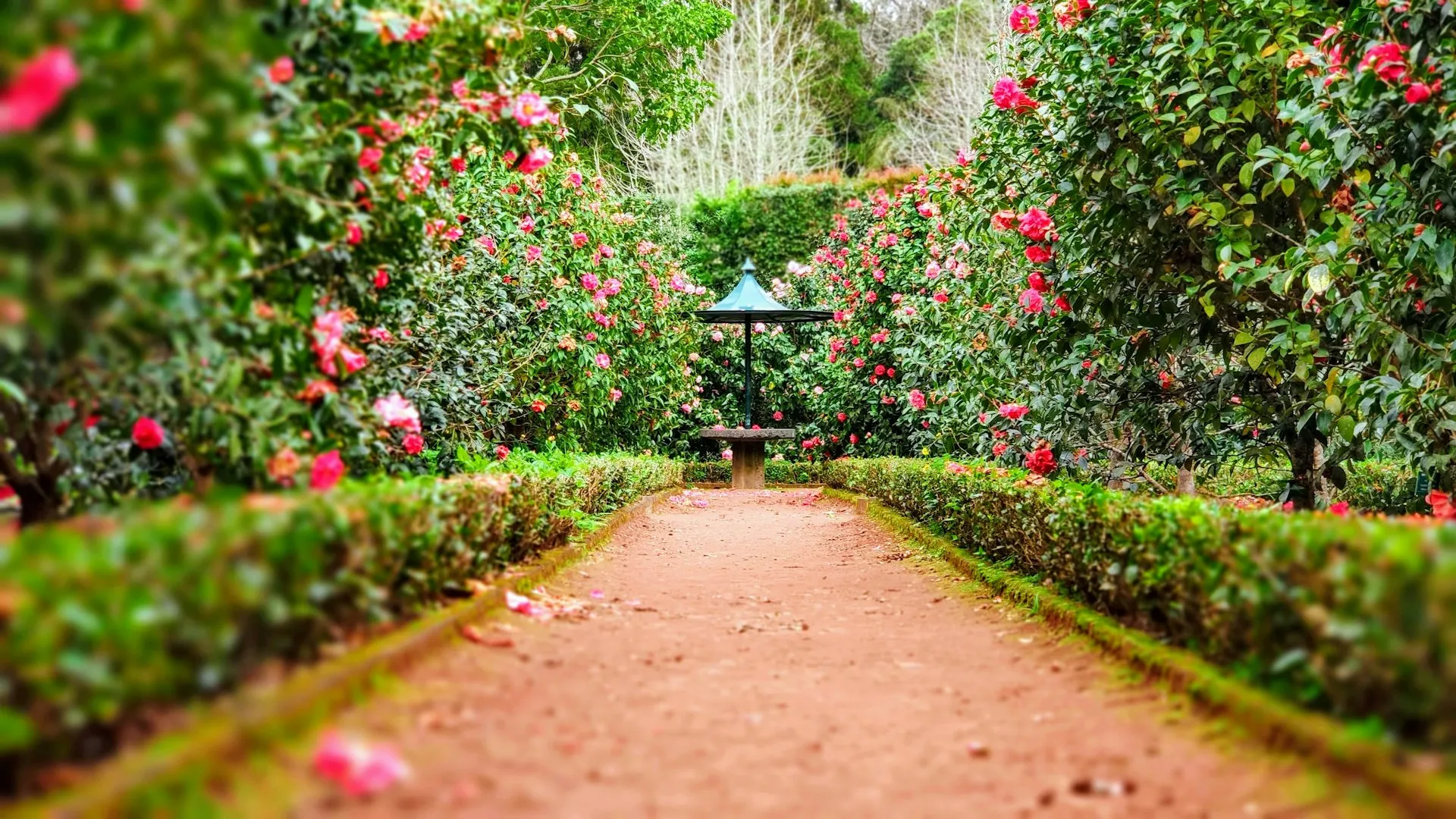 Brown pathway between green plants in a landscaped garden