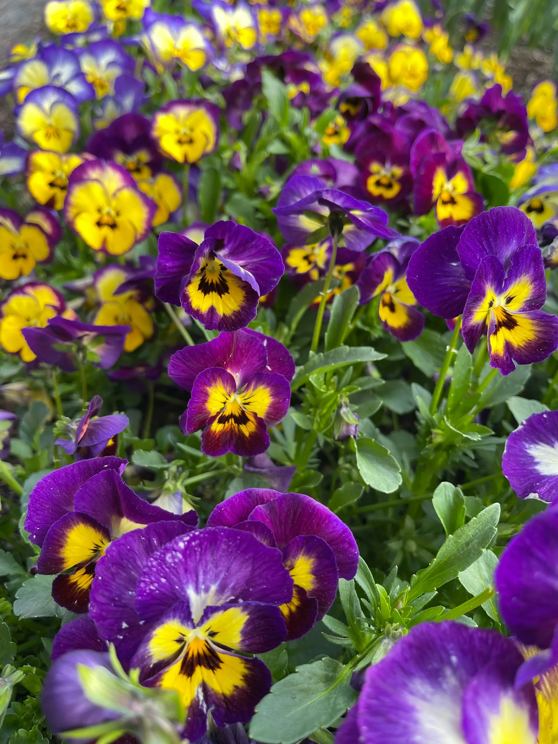 Purple and yellow pansies blooming in a garden