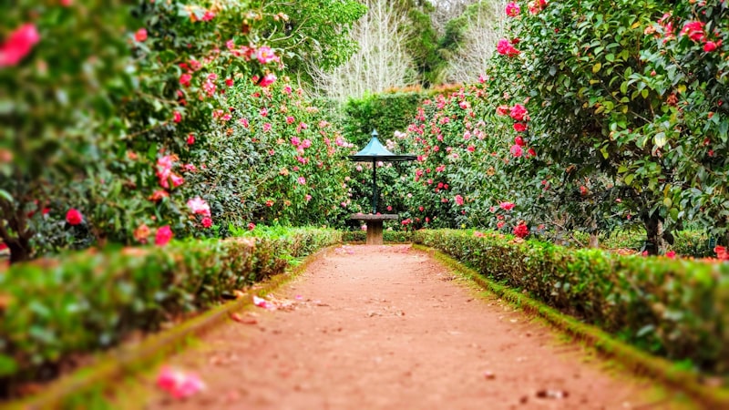 Brown pathway between green plants in a landscaped garden