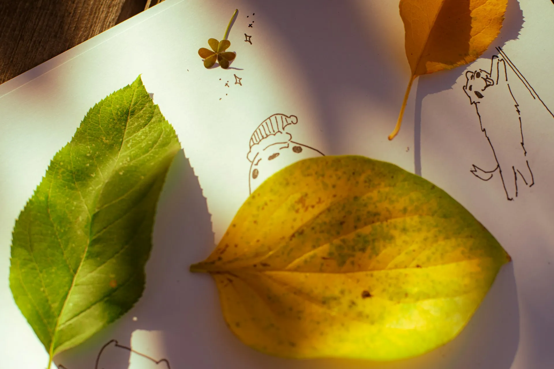 A leaf and a piece of paper on a table
